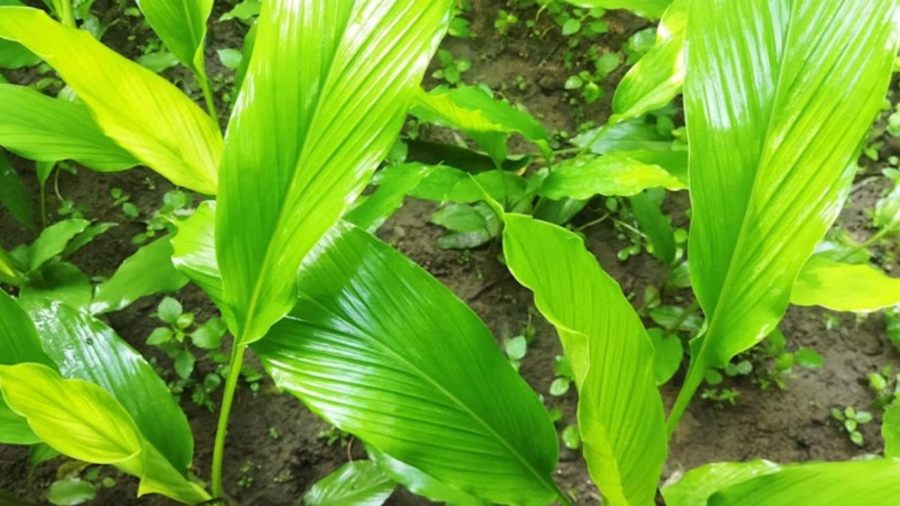 Tanaman Kunyit