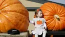 Seorang anak duduk di antara dua labu pada perlombaan Safeway World Championship Pumpkin Weigh-Off yang ke-42 di Half Moon Bay, California, Senin (12/10/2015). Acara tahunan tersebut memperlombakan hasil panen berupa labu raksasa. (REUTERS/Stephen Lam)