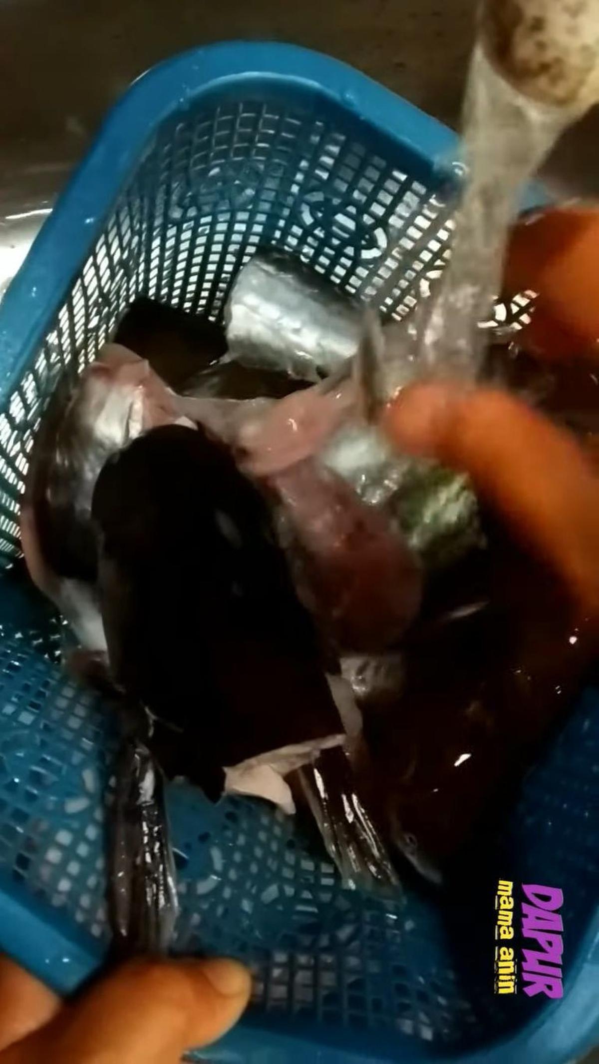 Cuci Kembali Ikan Patin