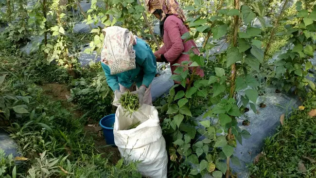 Puluhan hektar lahan tanaman palawija yang tersebar di beberapa titik desa Godok, Kecamatan Karangpawitan, Kabupaten Garut, Jawa Barat mulai terserang hama ulat. (Liputan6.com/Jayadi Supriadin)