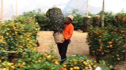 Pekerja membawa pohon jeruk kim kit atau jeruk imlek di Jakarta, Jumat (2/2). Jeruk ini dijual kisaran harga 500 ribu hingga7 Juta Rupiah perpohon. (Liputan6.com/Angga Yuniar)