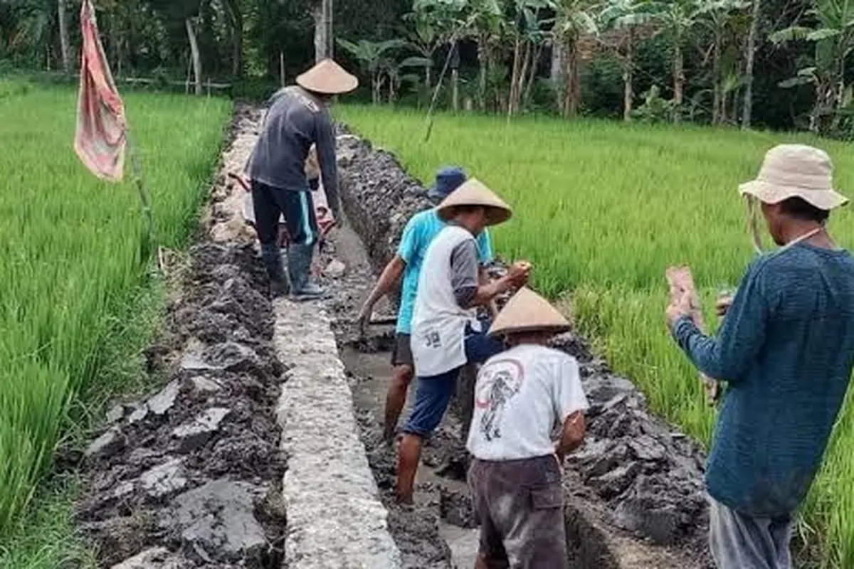 Desa Loh Sumber Gencar Bangun Jaringan Irigasi untuk Pertanian Padi Sawah