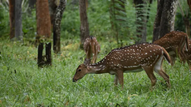 Bandipur National Park