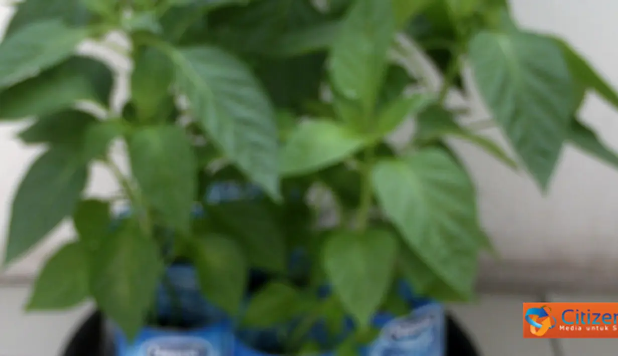 Citizen6: Pertumbuhan paprika mulai dari bibit hingga tumbuhan paprika siap panen. (Pengirim: Subagya W)