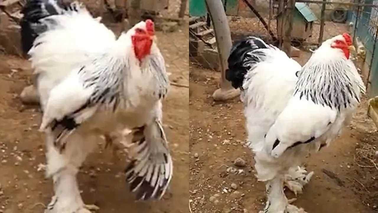 Heboh, Ayam Jantan Raksasa Buat Netizen Syok