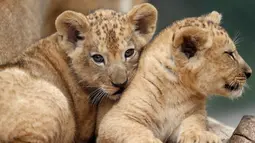 Dua bayi singa berber (Panthera leo leo) beristirahat di kandang mereka di kebun binatang Dvur Kralove, Republik Ceko, Senin (8/7/2019). Bayi singa jantan dan betina yang belum mempunyai nama tersebut lahir pada 10 Mei lalu. (AP/Petr David Josek)