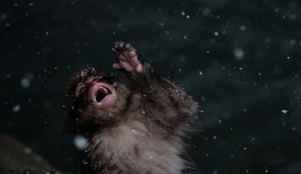 Monyet salju mencoba makan salju yang turun di sumber air panas di Jigokudani Monkey Park, Prefektur Nagano, Jepang, Senin (18/1). Taman ini memiliki satu kolam air panas buatan manusia yang selalu dikerumuni monyet salju liar. (AFP PHOTO/Yasuyoshi CHIBA)