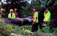 Petugas Evakuasi Dua Pohon Tumbang Jakarta Timur Akibat Hujan Deras dan Angin Kencang