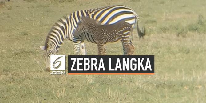 VIDEO: Alami Mutasi Genetik, Zebra Ini Bercorak Bintik-Bintik