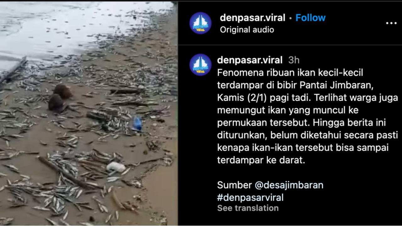 ikan terdampar di jimbaran