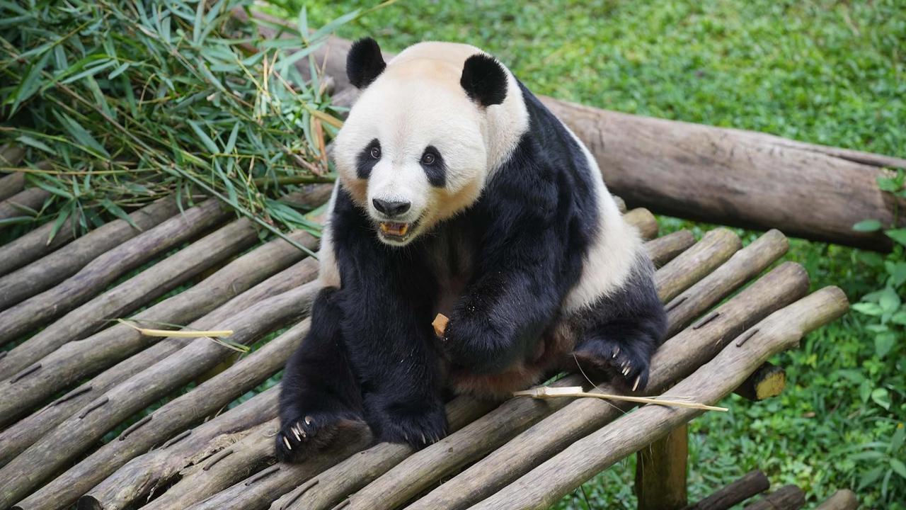 FOTO: Indonesia Catat Sejarah Kelahiran Anak Giant Panda