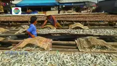 Akibat garam dipanen lebih awal, jumlah yang dihasilkan hanya separuhnya, yaitu sekitar 3 ton per hektare.