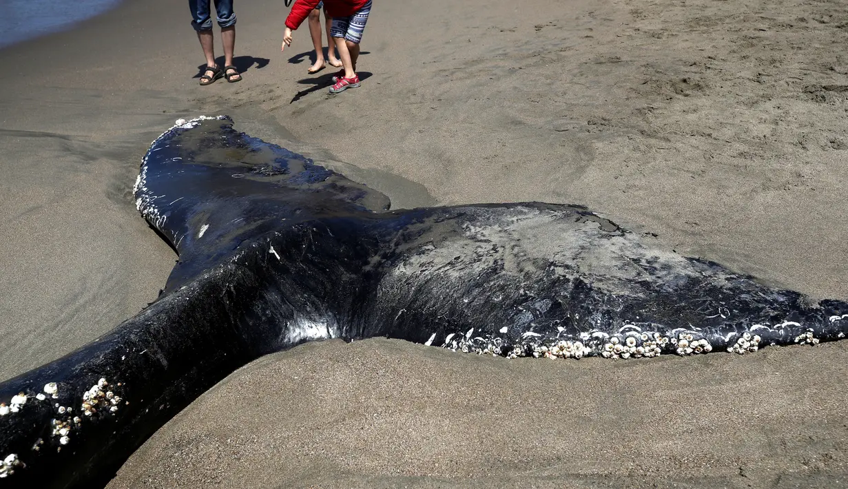 Buntut Paus Humpback remaja yang mati terlihat di Pantai Baker di San Francisco, California (21/4/2020). Para ilmuwan dengan Pusat Mamalia Laut melakukan necropsy parsial pada Paus Bungkuk Humpback remaja yang membusuk di dekat Jembatan Golden Gate. (Justin Sullivan/Getty Images/AFP)