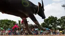 Para joki memacu kerbaunya dalam perlombaan balap kerbau tahunan di Chonburi, Thailand, Selasa (23/10). Lomba ini menandai berakhirnya musim hujan dan awal panen padi dalam tradisi yang berumur lebih dari satu abad. (Jewel SAMAD/AFP)