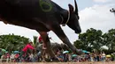Para joki memacu kerbaunya dalam perlombaan balap kerbau tahunan di Chonburi, Thailand, Selasa (23/10). Lomba ini menandai berakhirnya musim hujan dan awal panen padi dalam tradisi yang berumur lebih dari satu abad. (Jewel SAMAD/AFP)
