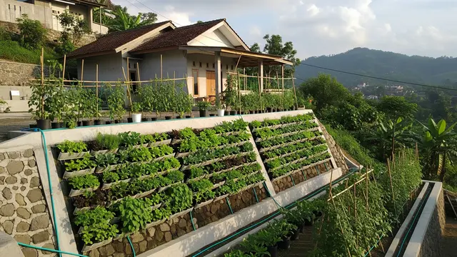 9 Ide Kebun Sayur untuk Rumah yang Berada di Area Perbukitan, Asri dan Mudah Dirawat