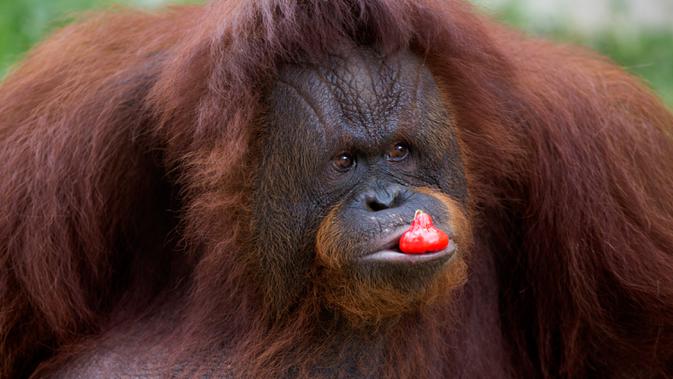 Seekor orangutan betina bernama Amidah memakan buah, di dalam kandangnya di Kebun Binatang Medan yang terkena dampak virus corona di Sumatera Utara pada 1 Mei 2020. Sudah lebih dari sebulan sejak kebun binatang ditutup sebagai upaya untuk menghentikan penyebaran Covid-19. (AP/Binsar Bakkara)