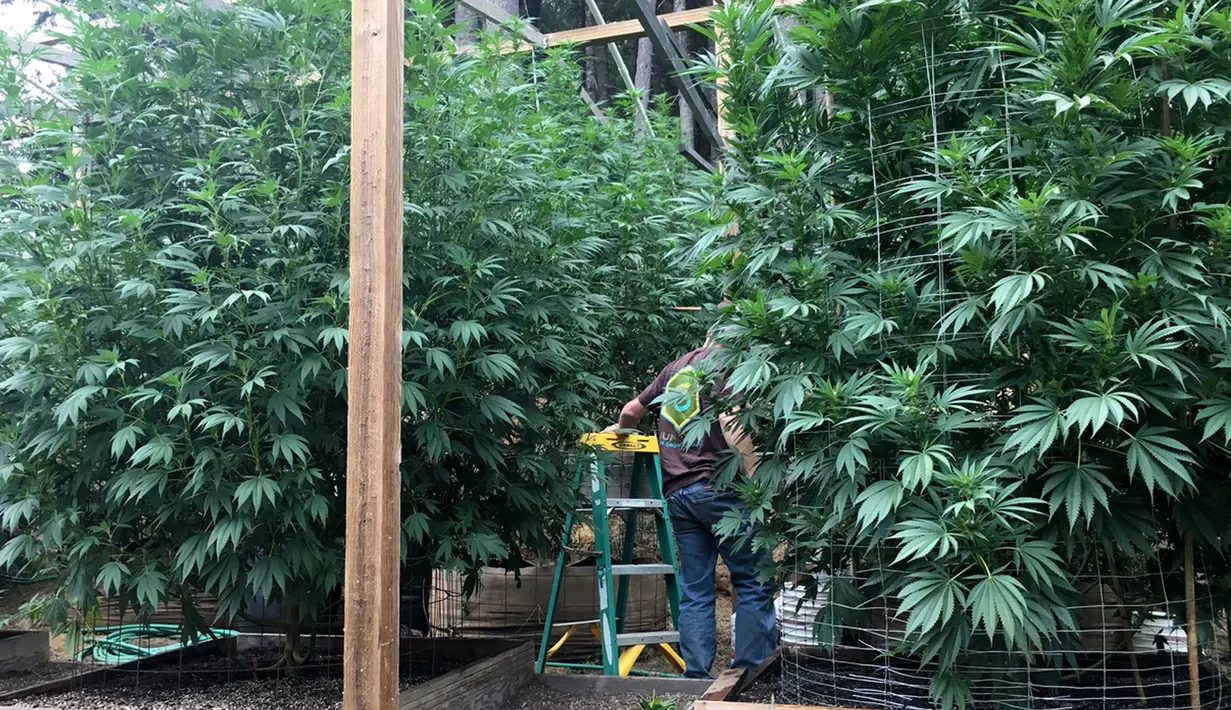California merupakan satu dari 8 negara bagian AS yang tengah memperjuangkan legalisasi ganja dengan tujuan dipergunakan untuk kepentingan medis, rekreasi, peluang bisnis, hingga menciptakan lapangan pekerjaan (28/08).(REUTERS/Rory Carroll)