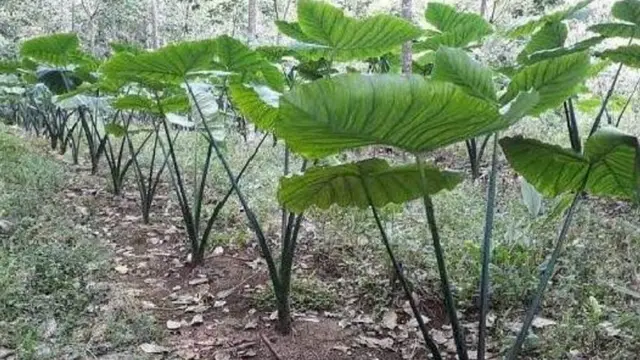 tanaman talas .Dok Kementan