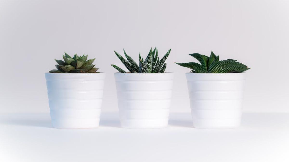 5 Jenis Tanaman Hias Pot Kecil untuk Dekorasi Rumah Minimalis, Mudah Dirawat