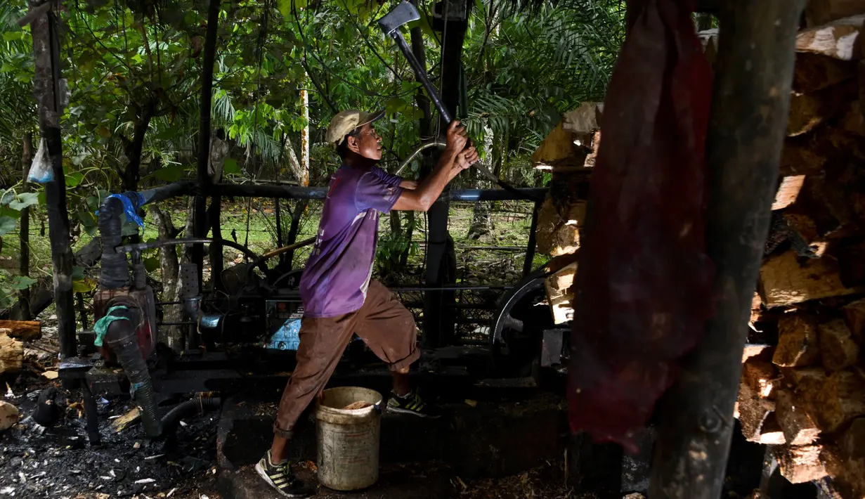 Gambar pada 9 Februari 2020 menunjukkan pekerja mengolah potongan pohon sagu menjadi tepung di sebuah desa di Meulaboh, provinsi Aceh. Berwarna putih agak pucat, tepung ini sering digunakan untuk pembuatan berbagai makanan dan masakan. (CHAIDEER MAHYUDDIN/AFP)