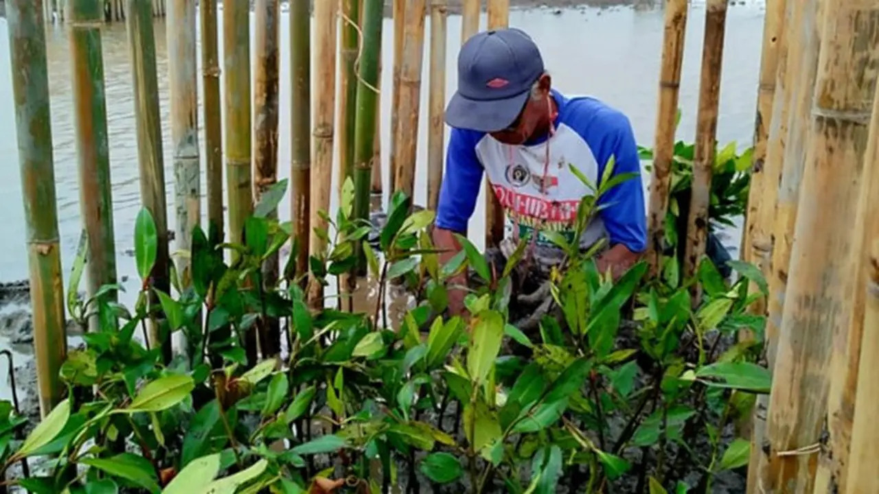 BGRM Pulihkan Mangrove Kuala Selat, Kepiting Bakau Datang dan Bantu Perekonomian Masyarakat