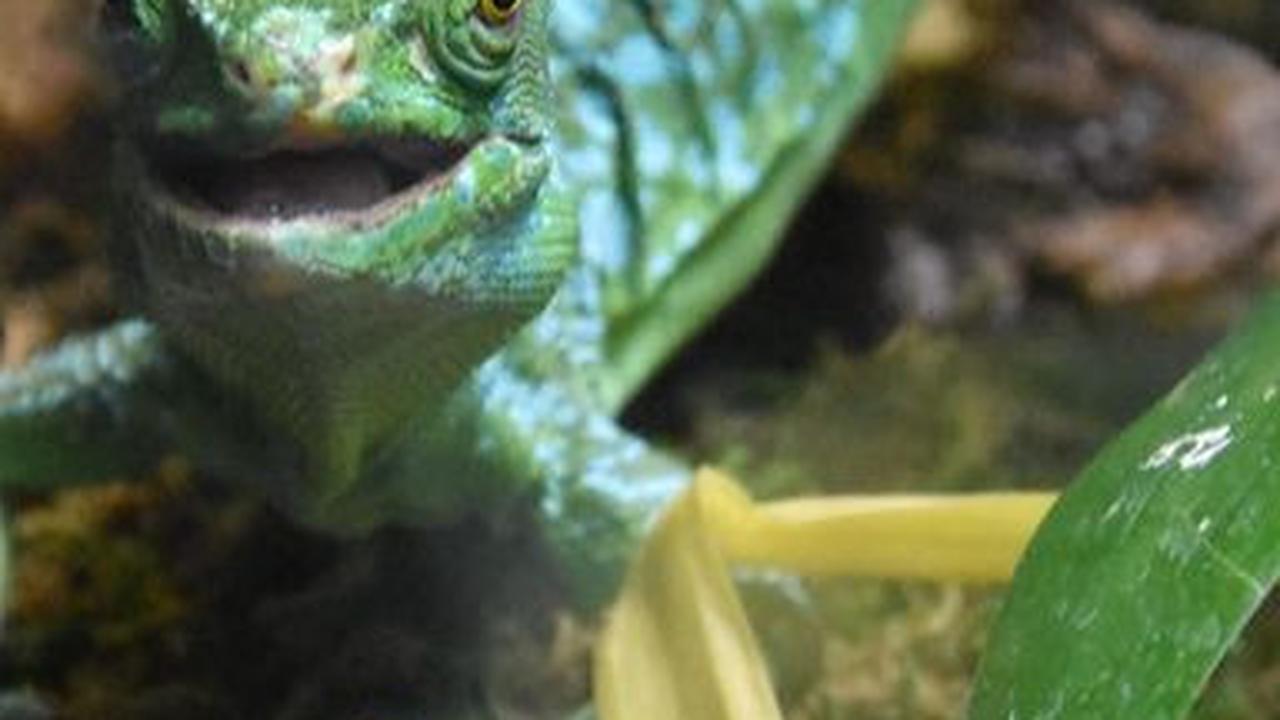 4. Basilisk Jadi Salah Satu Kadal yang Tak Ramah dengan Manusia<br>
