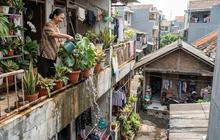 Cara Menata Pot di Balkon agar Air Siraman Tidak Menetes ke Lantai Bawah