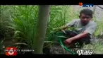 Buah kurma yang biasa tumbuh di negara Timur Tengah, ternyata bisa tumbuh dan berbuah di Indonesia yang mempunyai iklim tropis. Di Kediri, Jawa Timur sebuah pondok pesantren berhasil membudidayakan 14 jenis buah kurma.