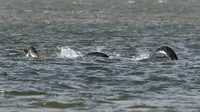 Sosok Diduga Loch Ness Kembali Tertangkap Kamera dan Lebih Nyata