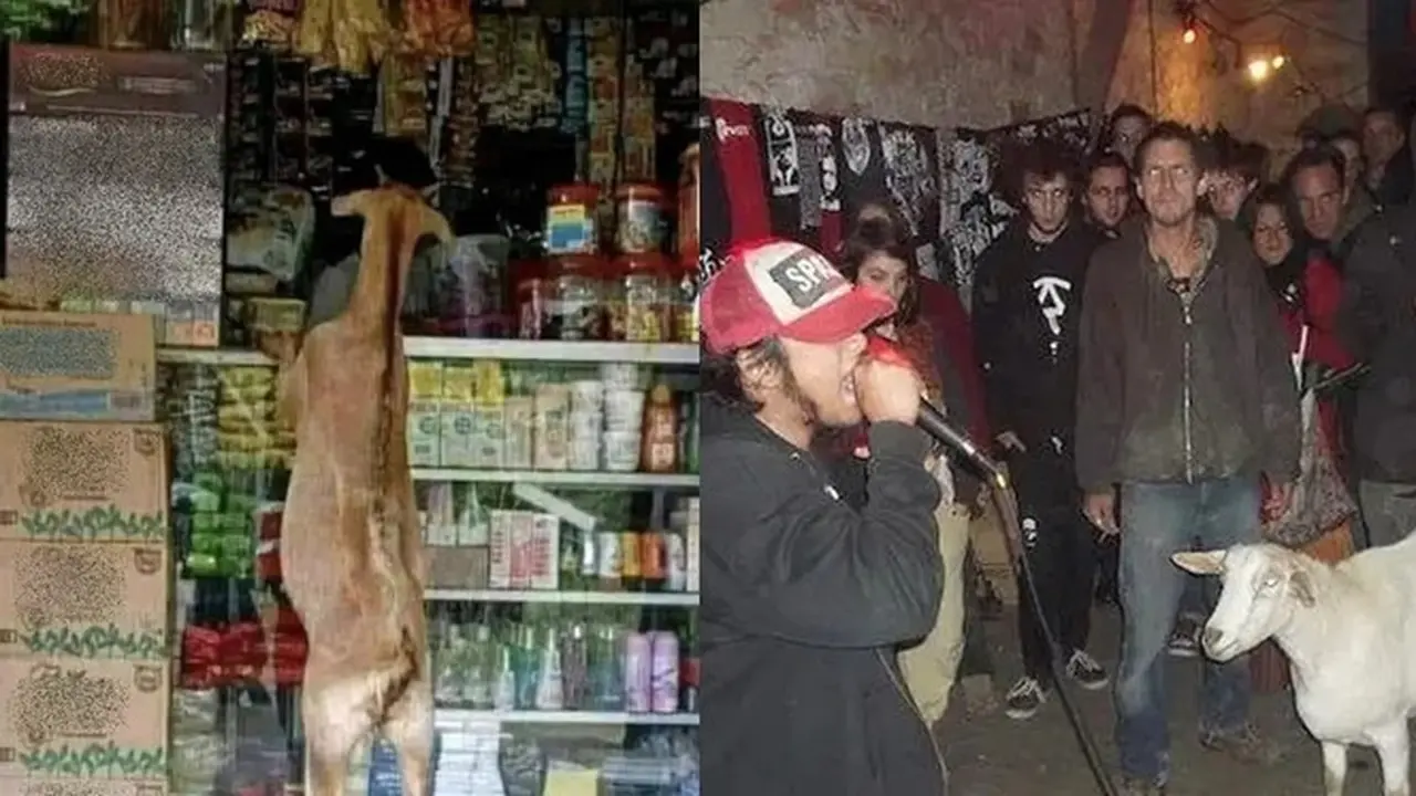 8 Momen Tingkah Absurd Kambing yang Bikin Orang Tepuk Jidat