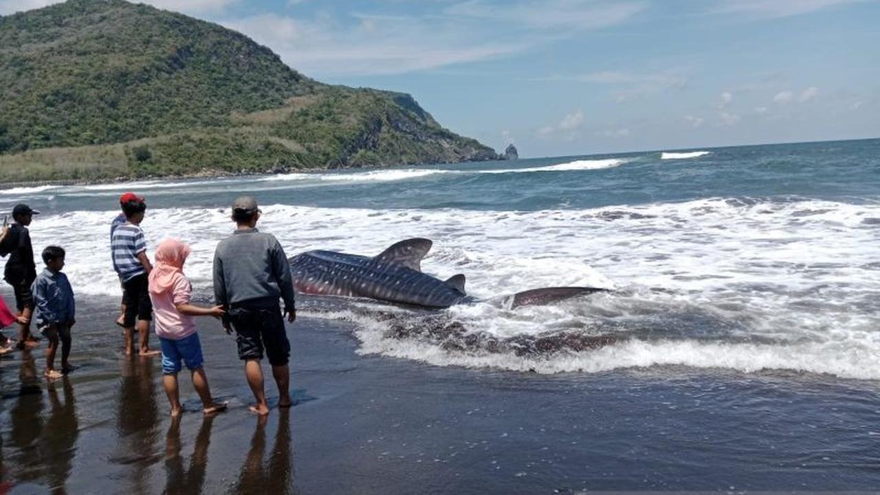 Hiu Tutul Terdampar di Pantai Pancer Jember: Upaya Penyelamatan Gagal, Hewan Dilindungi Akhirnya Mati