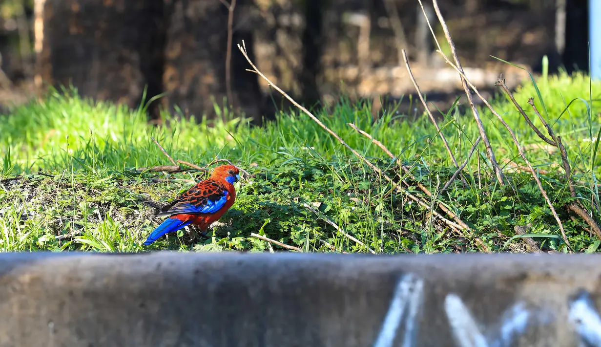 Seekor burung di hutan yang sempat terbakar hangus dalam kebakaran hutan di dekat Teluk Batemans, Australia, Jumat (27/2/2020). Kebakaran hutan di Australia diperkirakan telah menewaskan lebih dari satu miliar hewan. (Xinhua/Chu Chen)