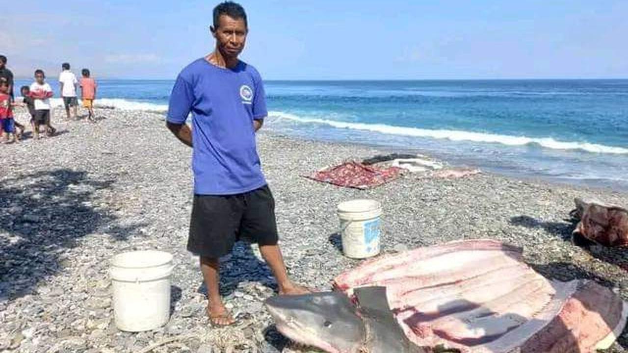 Potongan Tubuh Penyelam Ditemukan Dalam Perut Hiu