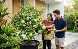 14 Cara Merangsang Pohon Jambu Kristal agar Berbuah Besar Meski Ditanam di Pot