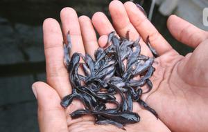 Seorang warga memperlihatkan bibit lele untuk budidaya di Tangerang, Jumat (6/11/2020). Pemerintah setempat bersama warga memanfaatkan lahan untuk bubidaya ikan lele guna menggerakan ekonomi masyarakat di masa pandemi COVID-19. (Liputan6.com/Angga Yuniar)