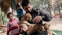Tiga ekor bayi singa yang rencananya akan dijual seharga Rp 60 juta (AFP)
