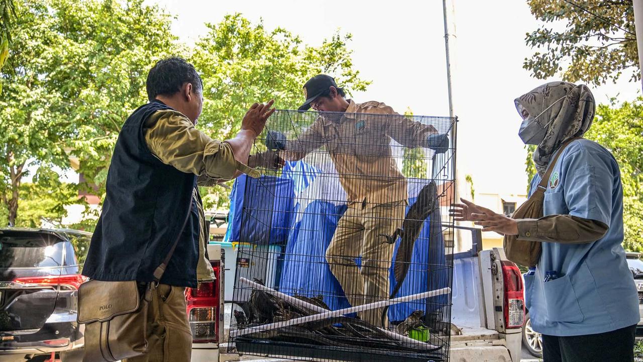 FOTO: Terungkap Harga Anakan Komodo Rp 500 Juta/ Ekor di Perdagangan Ilegal