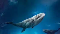 Ilustrasi ikan paus. (Photo created by rawpixel.com on www.freepik.com)