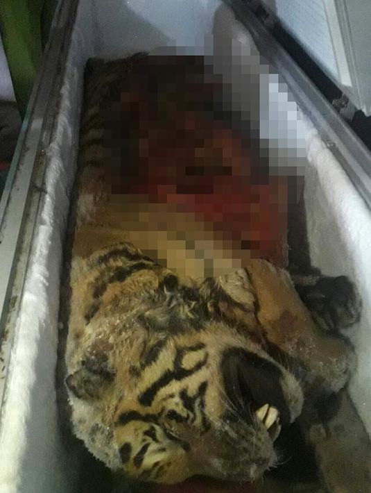 Bangkai harimau yang ditemukan tersimpan di dalam freezer di sebuah rumah di Provinsi Nghe An, Vietnam, Senin (20/3). (AFP/STR)