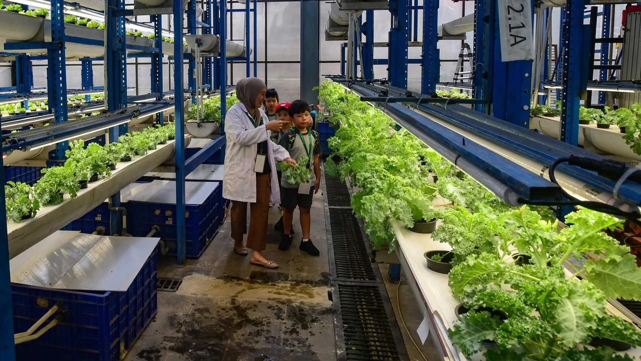 FOTO: Belajar Hidroponik di Kebun Vertikal Tertinggi di Indonesia