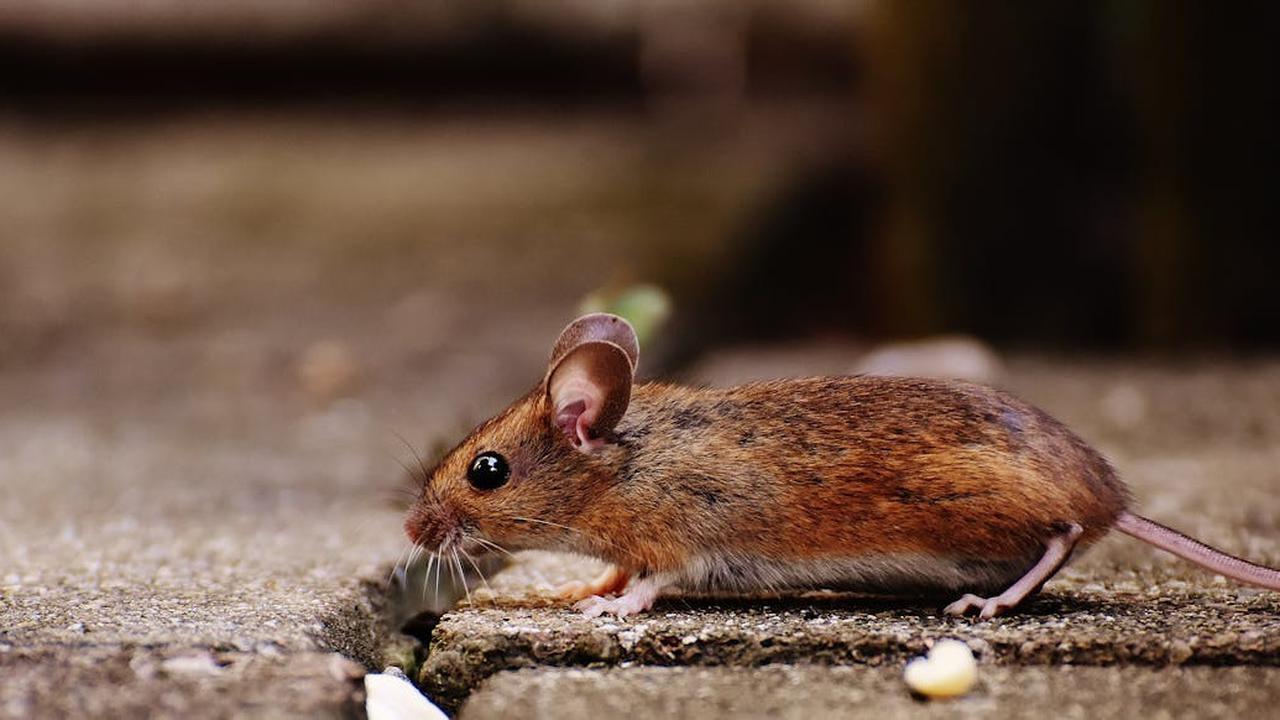 Cara Mengusir Curut atau Tikus dari Rumah dengan Bahan Alami, Dijamin Curut Kabur dan Tidak Kembali