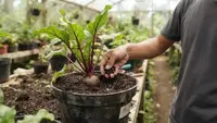 11 Cara Menanam Bit Merah dari Benih di Wadah dengan Media Tanam Gembur, Jadwal Panen Lebih Cepat