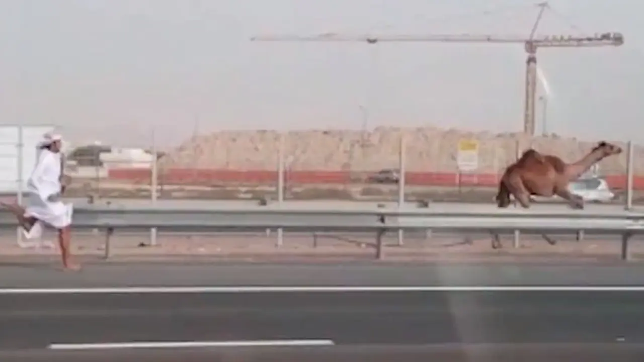 Di Abu Dhabi, Unta Boleh Masuk Jalan Tol