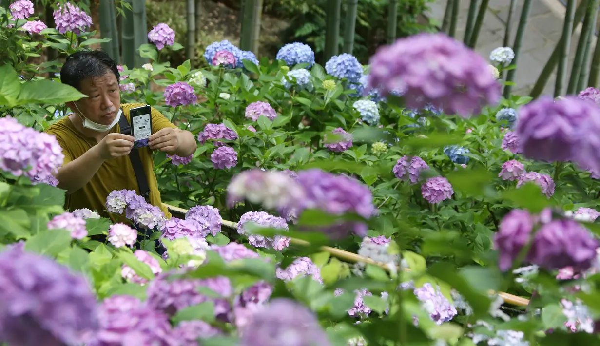 Seorang pria dengan mengenakan masker mengambil gambar bunga hydrangea yang mekar penuh di kuil Hasedera di Kamakura, dekat Tokyo pada Senin (15/6/2020). Karena ada banyak bunga hydrangea yang mekar di sini, kuil ini pun dijuluki sebagai kuil hydrangea. (AP Photo/Koji Sasahara)