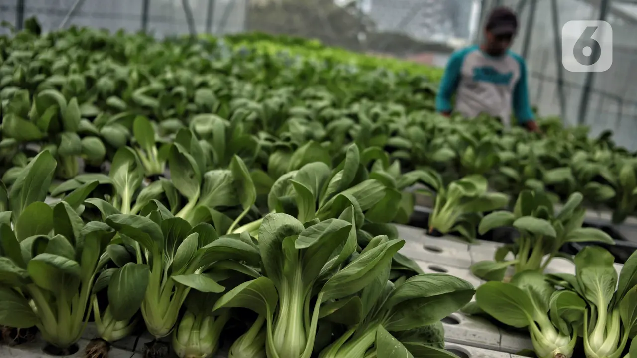 Menyulap Atap Masjid Jadi Kebun Sayur Hidroponik dengan Sistem Smart Farming
