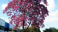 Bunga Sakura tumbuh di Batam. (Liputan6.com/Ajang Nurdin)