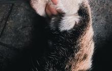 Penyakit Cakar Kucing yang Perlu Diwaspadai, Ketahui Gejala dan Cara Mencegahnya