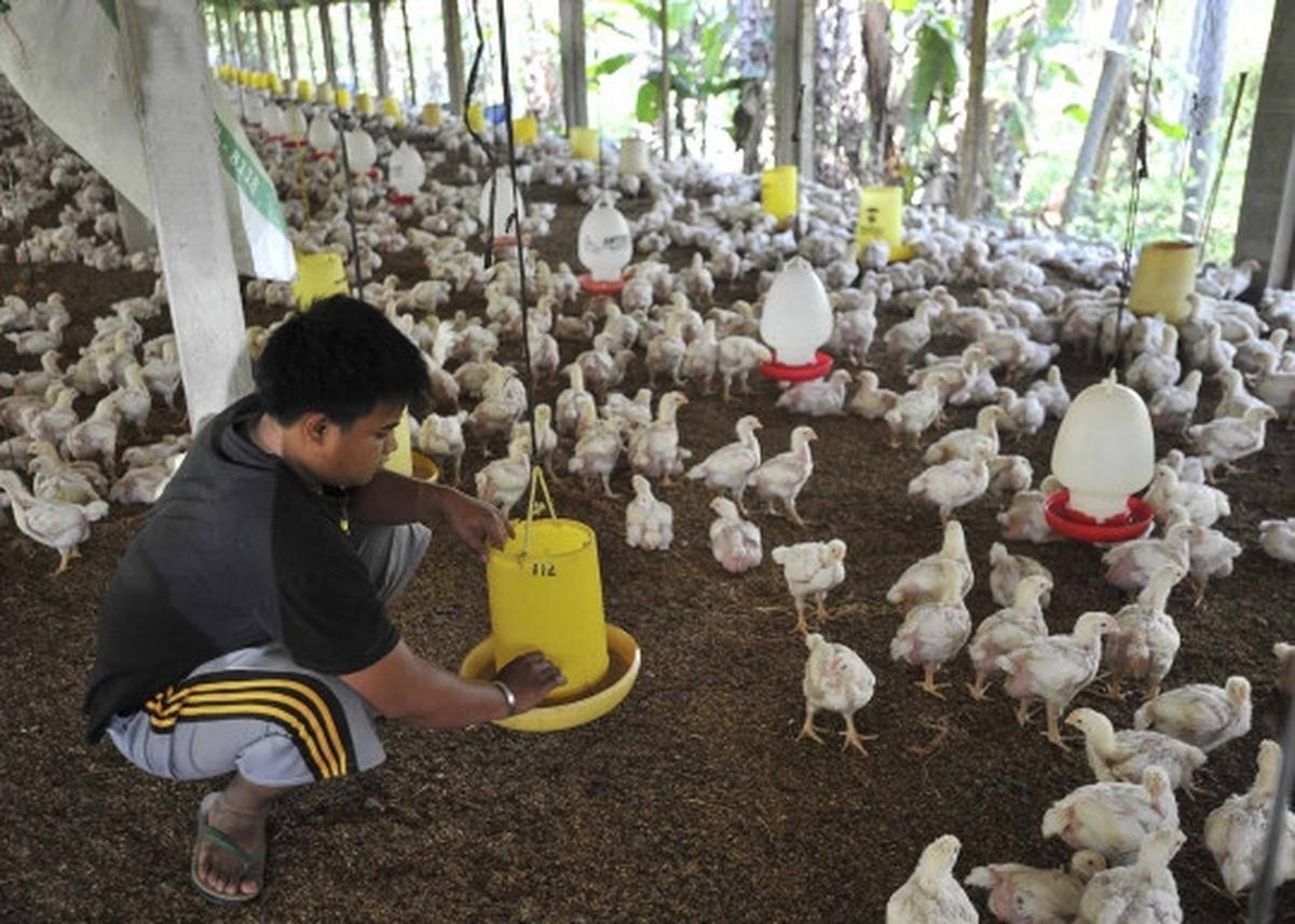 Gejolak kenaikan harga daging ayam tak berdampak kepada peternak
