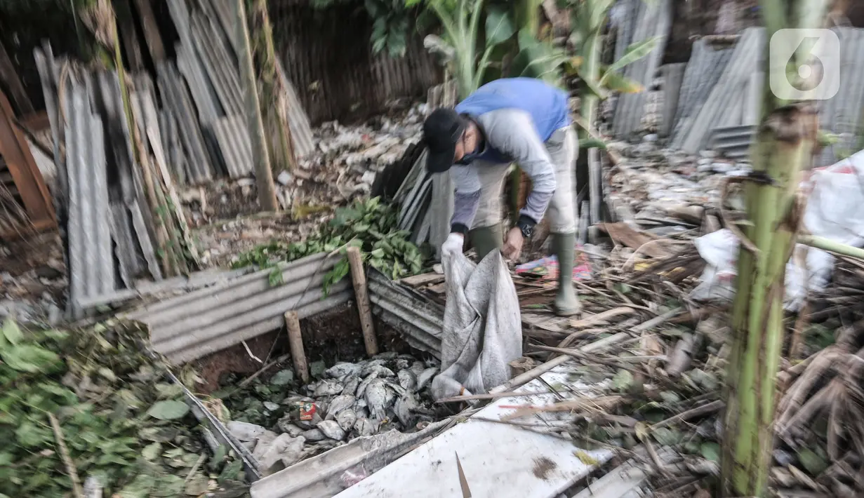 Warga saat menguburkan bangkai ikan Mujair di sekitar Situ Rawa Besar, Lio, Depok, Jawa Barat, Kamis (20/8/2020). Sejak dua hari terakhir ribuan ekor ikan Mujair mati dan memenuhi Situ Rawa Besar yang menurut warga setempat disebabkan oleh faktor cuaca. (merdeka.com/Iqbal S. Nugroho)